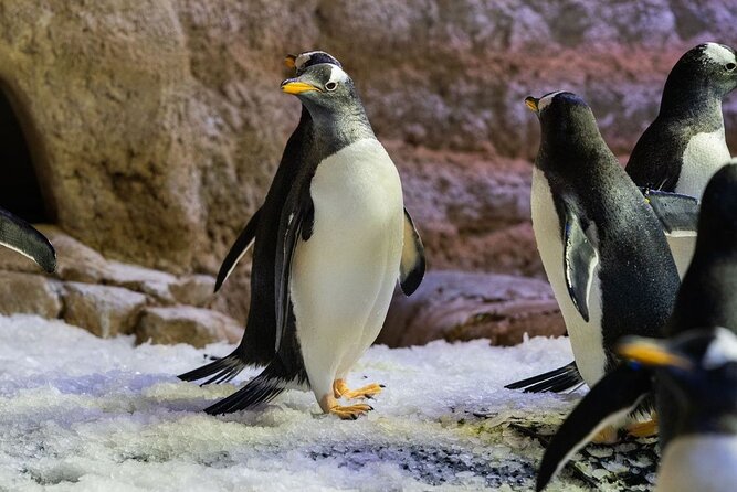 Dubai Aquarium With Various Animal Encounter and Access Options - Pickup and Transportation