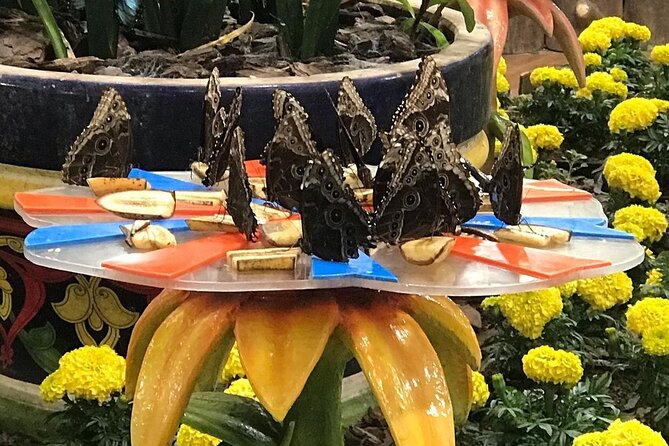 Dubai Butterfly Garden Entry Ticket - Included Features and Expenses