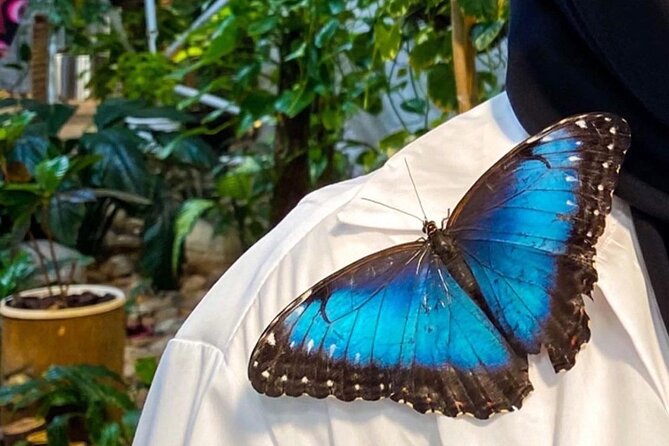 Dubai Butterfly Garden Entry Ticket - Price Guarantee and Payment