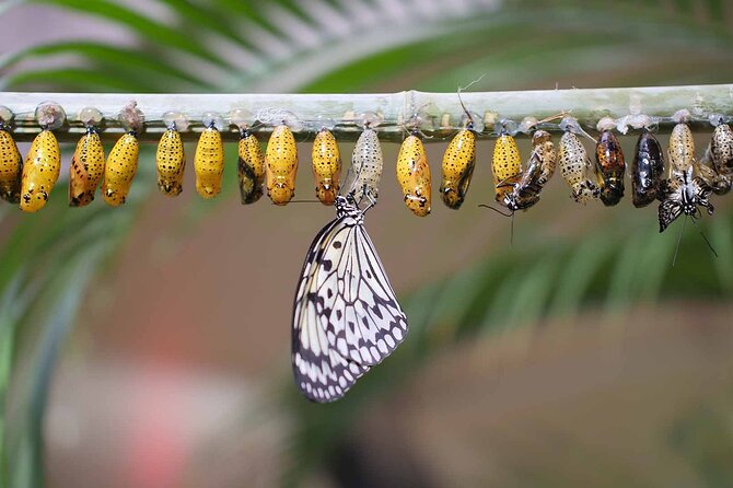 Dubai Butterfly Garden : Skip The Line / Mobile Voucher Accepted - What to Expect