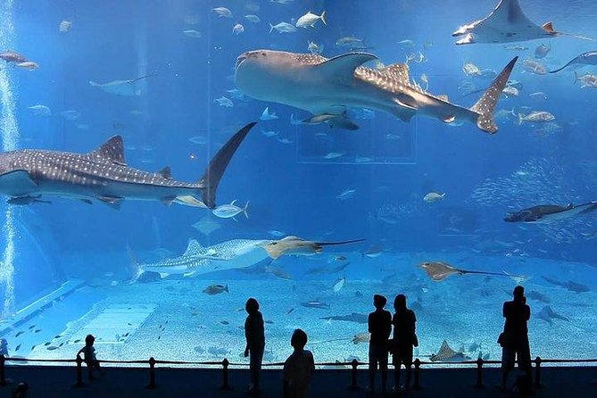 Dubai City Sightseeing Tour Half Day From Dubai - Traveler Feedback