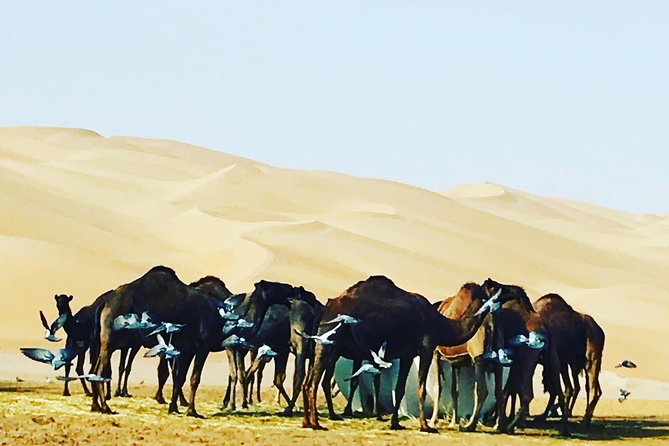 Dubai Desert Adventure Half-Day Tour - Booking Instructions