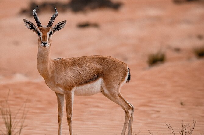 Dubai Desert Safari: Camel Ride, Sandboarding, BBQ & Soft Drinks - Positive Reviews and Accolades