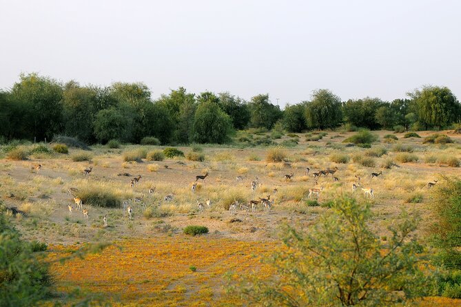 Dubai Evening Heritage Safari by Vintage G Class Al Marmoom Oasis - Camel Caravan Ride Experience