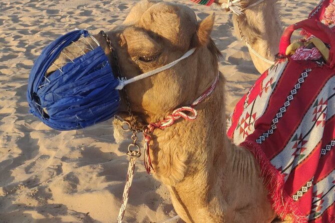 Dubai Half Day Desert Safari Tour With Quad Bike, Camel Ride & BBQ Dinner - Camel Riding Experience