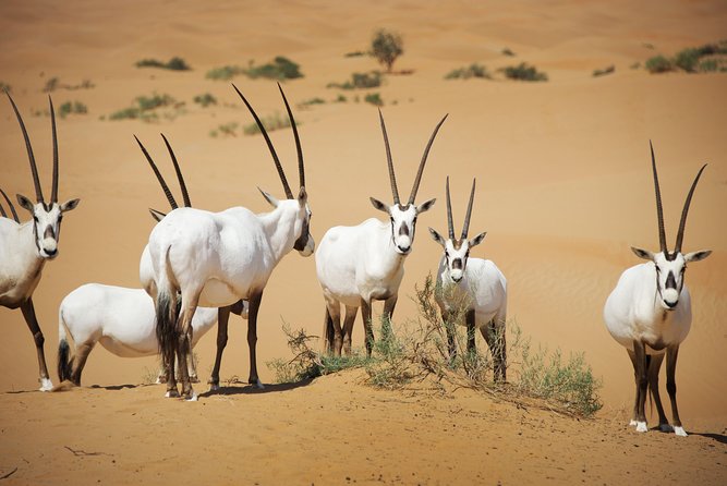 Dubai Heritage Land Rover Desert Safari With Traditional Dinner - Cancellation Policy