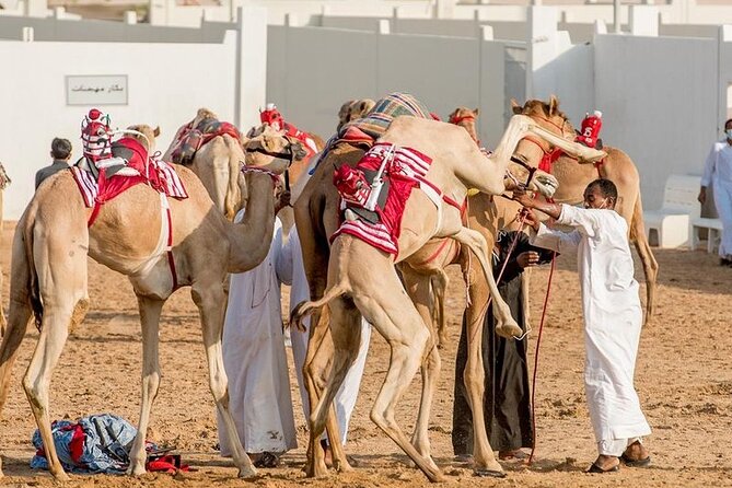 Dubai Royal Camel Race With Prime Seats & Short Camel Ride - Meeting Point and Logistics