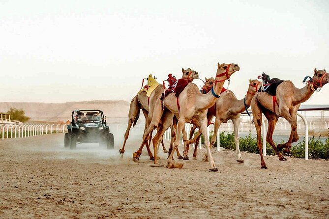 Dubai Royal Camel Race With Prime Seats & Short Camel Ride - Camel Feeding, Riding, and Milk Tasting