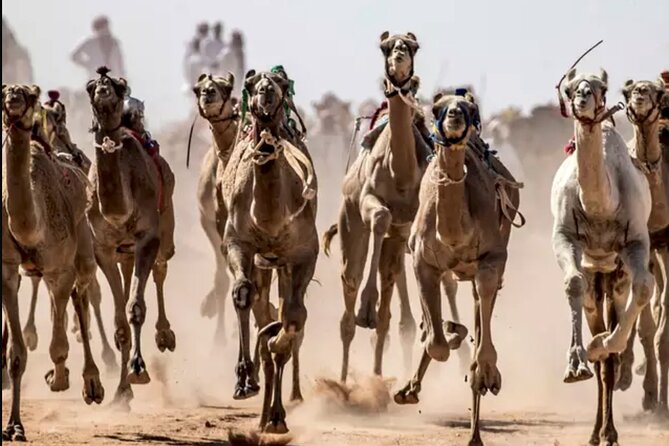 Dubai Royal Camel Race With Prime Seats & Short Camel Ride - Remote-Controlled Jockey Race and Buggy Ride