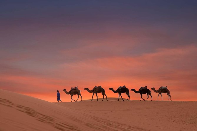 Dubai Sunset Camel Trekking With Shows & BBQ Dinner - Desert Camel Trekking