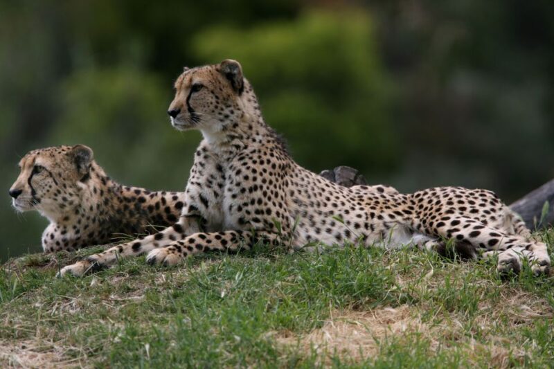 Dubbo: Taronga Western Plains Zoo 2-Day Entry Ticket - Key Points