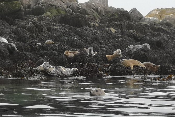 Dublin Bay Seal Kayaking Safari at Dalkey - Accessibility and Fitness Requirements