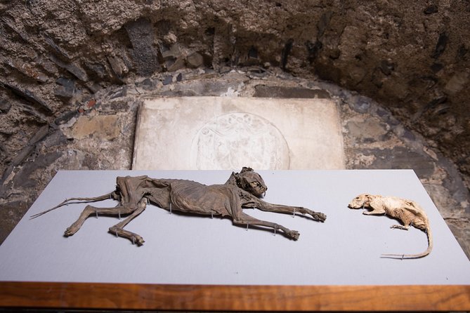 Dublin Christ Church Cathedral Admission Ticket - Crypt Exhibition