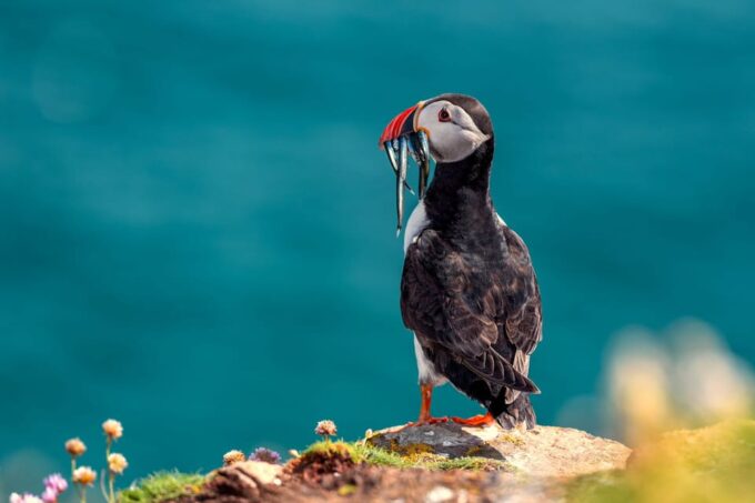 Dublin: Dublin Bay and Irelands Eye Boat Tour - Cancellation Policy and Language