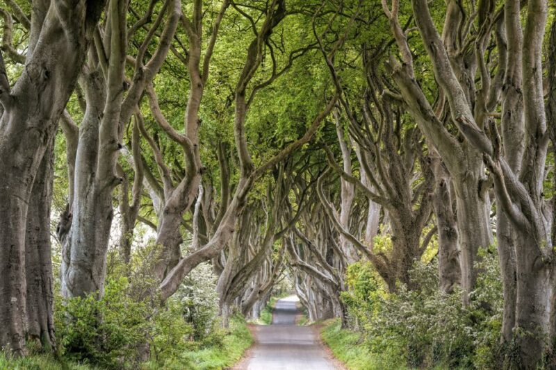 Dublin: Giants Causeway, Dark Hedges, Dunluce & Belfast Tour - Itinerary and Attractions