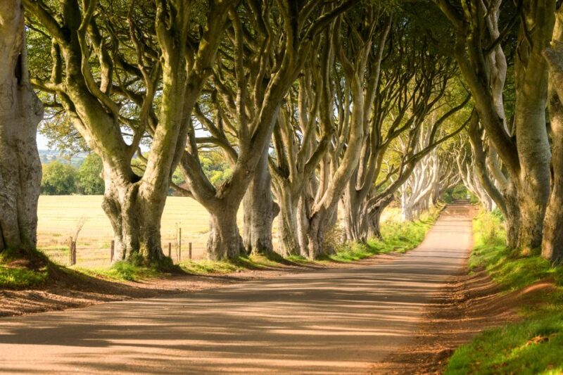 Dublin: Giants Causeway, Dark Hedges, Dunluce & Belfast Tour - Important Information and Recommendations