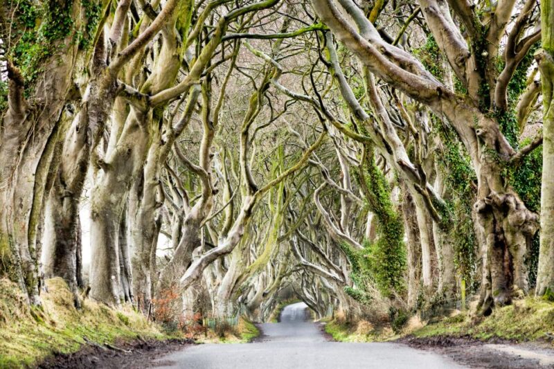 Dublin: Giants Causeway, Dark Hedges, Dunluce & Belfast Tour - Cancellation Policy