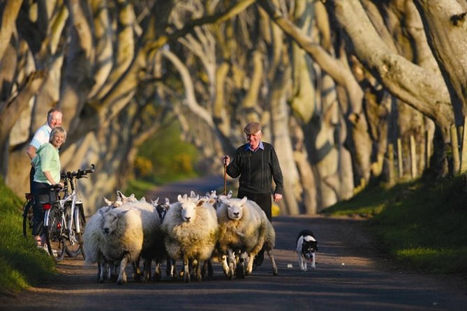 Dublin: Giants Causeway, Dunluce Castle, Dark Hedges and Belfast - Coastal Route and Glens