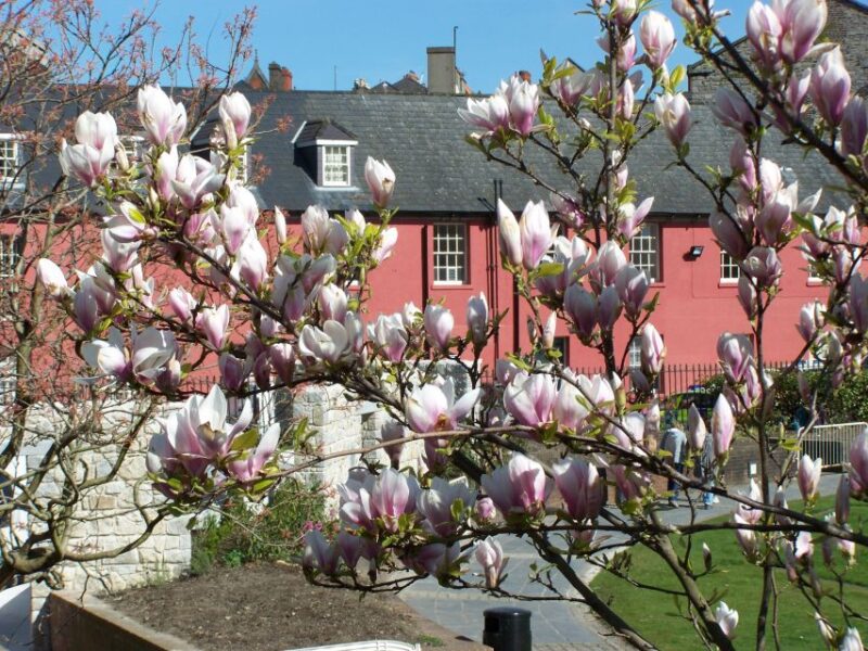 Dublin: Highlights and Hidden Corners Walking Tour - Experience and Guide