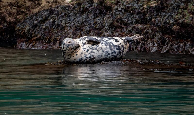 Dublin: History and Wildlife Boat Tour With Live Commentary - Key Points