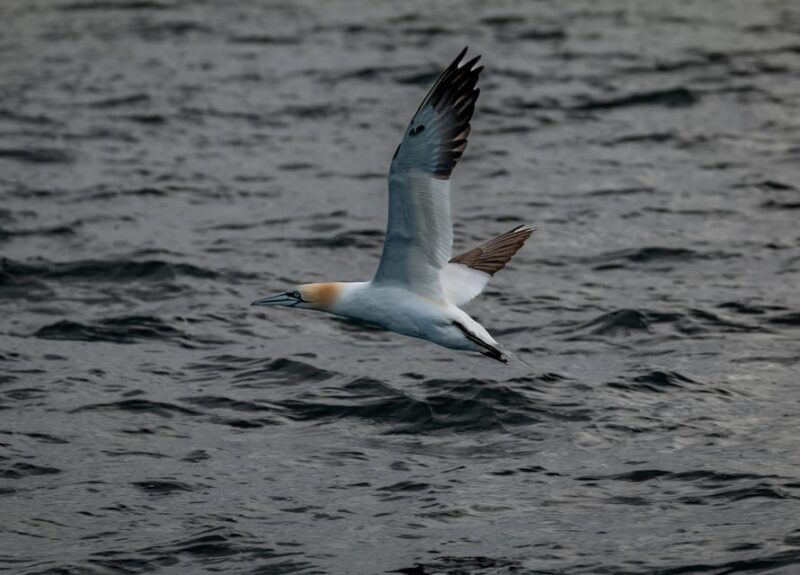 Dublin: History and Wildlife Boat Tour With Live Commentary - Meeting Point and Important Information