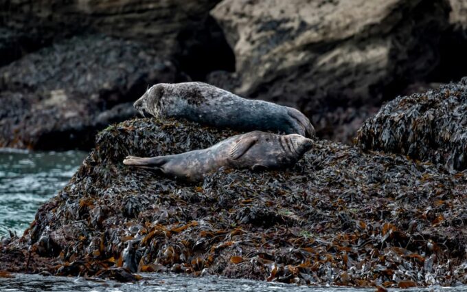 Dublin: History and Wildlife Boat Tour With Live Commentary - Booking and Payment