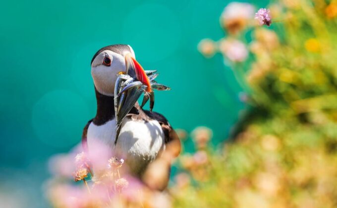 Dublin: Howth Coast and Irelands Eye Boat Tour - Start Location and Meeting Point