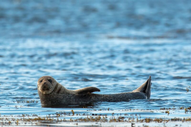 Dublin: Howth Coastal Boat Tour With Irelands Eye Ferries - Key Points