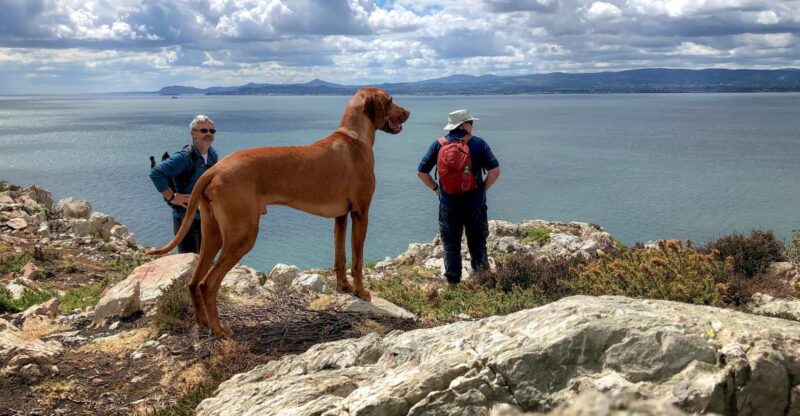 Dublin: Howth Peninsula Coastal Hiking Tour - Experience Highlights