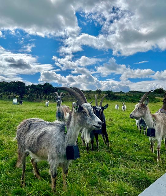 Dublin: Howth Peninsula Hiking Tour - Guidelines and Restrictions
