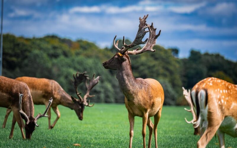 Dublin Zoo Skip-the-line Tickets and Private Transfers - Key Points