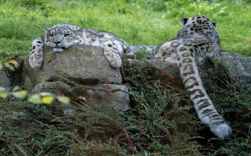 Dublin Zoo Skip-the-line Tickets and Private Transfers - Experience and Highlights