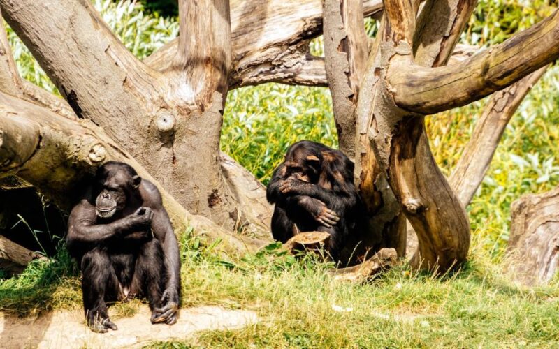 Dublin Zoo Skip-the-line Tickets and Private Transfers - Transportation and Accessibility