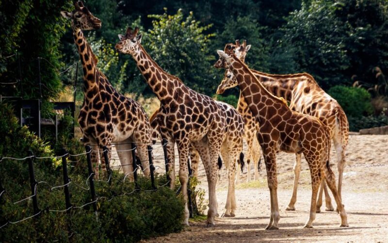 Dublin Zoo Skip-the-line Tickets and Private Transfers - About Dublin Zoo