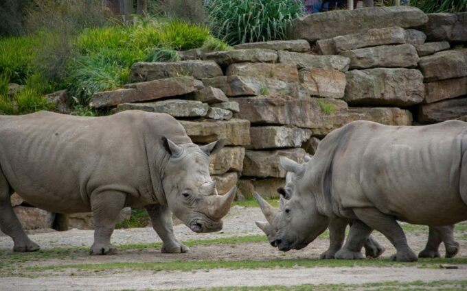 Dublin Zoo Skip-the-line Tickets and Private Transfers - Educational Opportunities