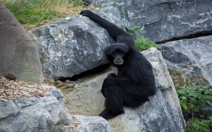 Dublin Zoo Skip-the-line Tickets and Private Transfers - Booking and Payment Options