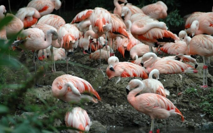 Dublin Zoo Skip-the-line Tickets and Private Transfers - Important Considerations