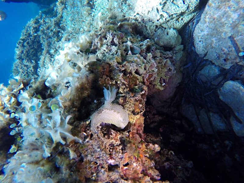 Dubrovnik: 1-Day Discover Scuba Diving Course - Experience Highlights