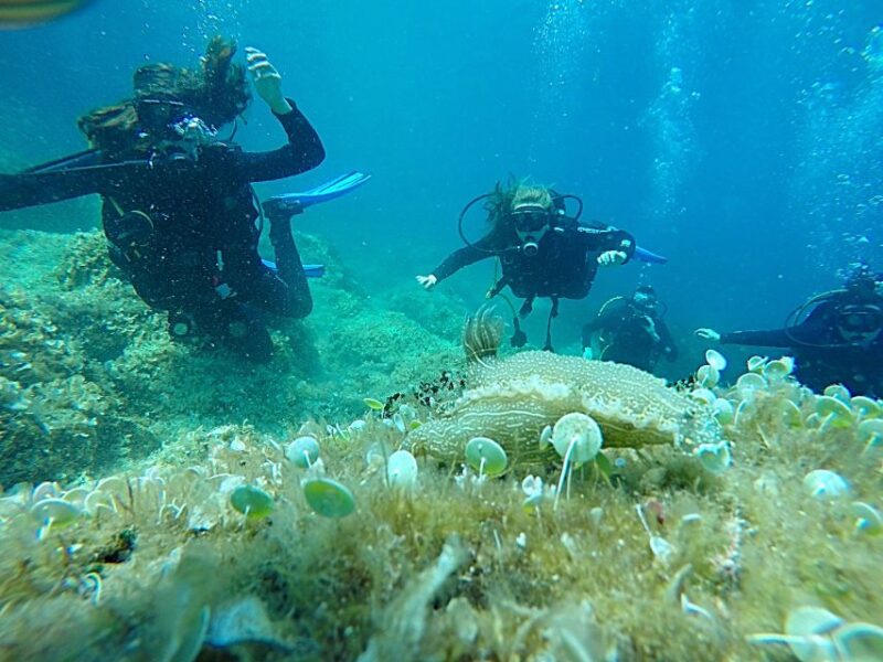 Dubrovnik: 1-Day Discover Scuba Diving Course - Eligibility and Requirements