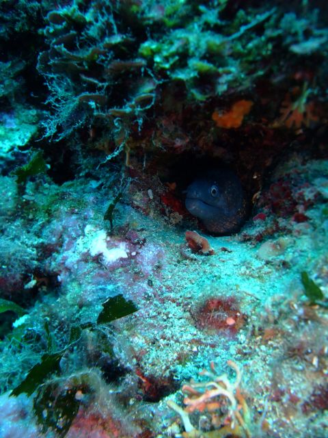 Dubrovnik: 1-Day Diving Package - Good To Know