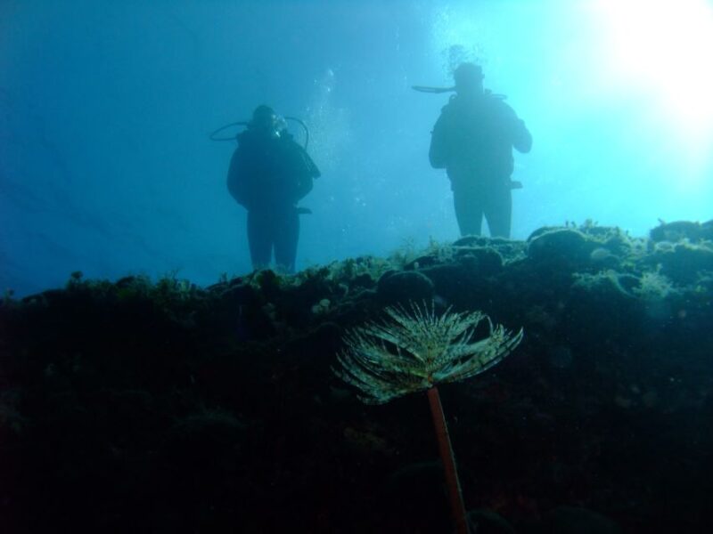 Dubrovnik: 1-Day Diving Package - Scheduling and Logistics