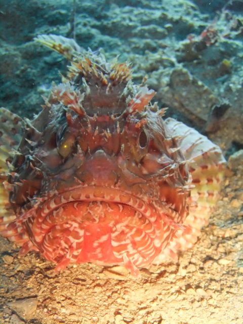 Dubrovnik: 1-Day Diving Package - Cancellation Policy and Pricing