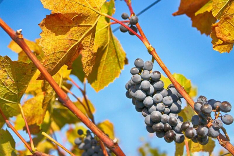 Dubrovnik: Day Trip to 3 Peljesac Wineries With Tastings - Itinerary Highlights