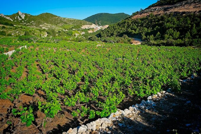 Dubrovnik: Deep Red Wine Tour of Pelješac - Frequently Asked Questions