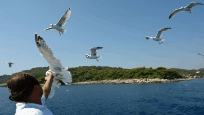 Dubrovnik: Elaphiti Islands Boat Cruise With Lunch & Drinks - Getting to the Cruise