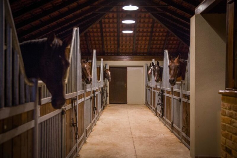 Dubrovnik Kojan Koral: Horseback Riding - Equine Safety