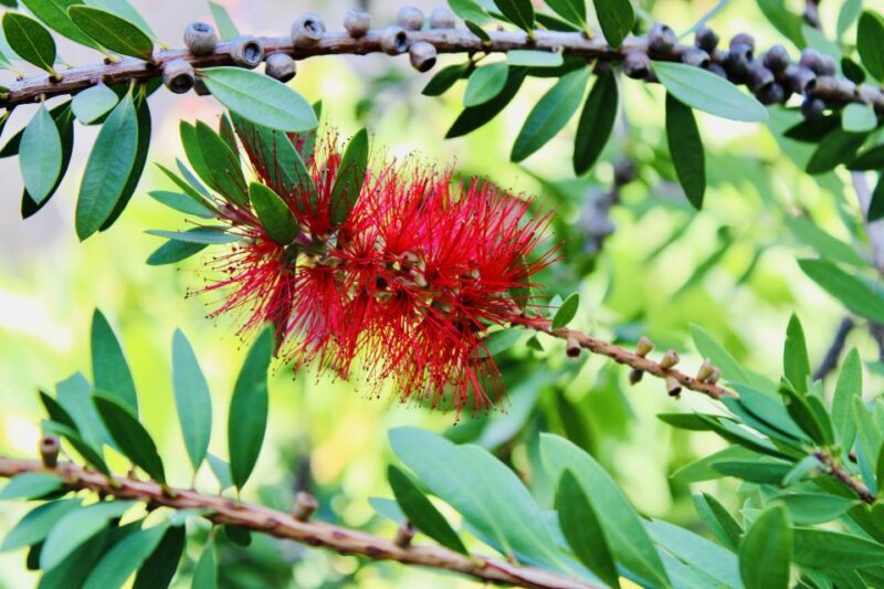 Dubrovnik: Lokrum Island and Betina Cave Boat Tour - Highlights and Experiences