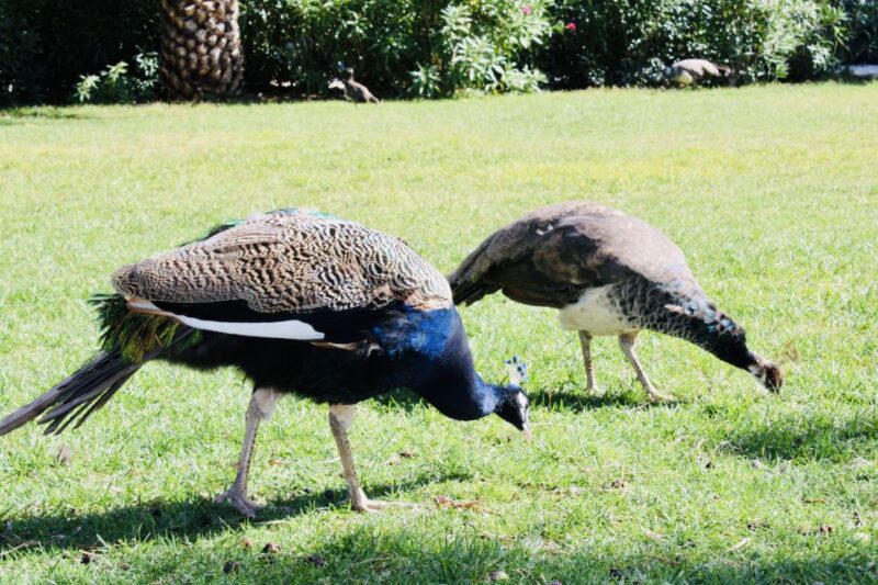 Dubrovnik: Lokrum Island and Betina Cave Boat Tour - Inclusions and Requirements