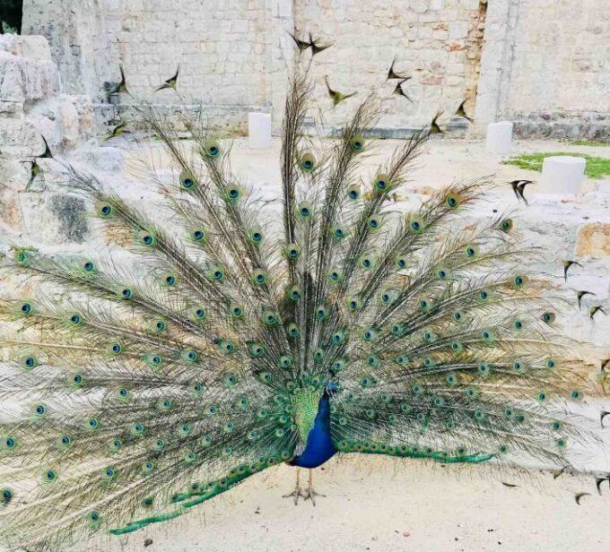 Dubrovnik: Lokrum Island and Betina Cave Boat Tour - Frequently Asked Questions