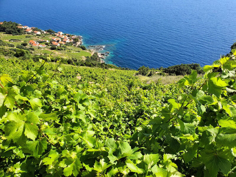 Dubrovnik Private Wine Tasting Tour To Peljesac - Good To Know